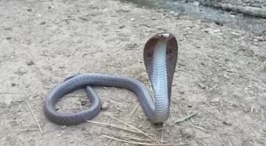 सिरोंज: ग्राम पंचायत अमीरगढ़ में स्थित एक कच्चे मकान से इंडियन कोबरा सांप का स्नेक सेवर ने किया रेस्क्यू