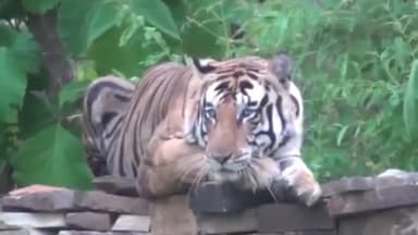 पन्ना: पन्ना टाइगर रिजर्व की हाइब्रिड बाघिन माधव टाइगर रिजर्व शिवपुरी होगी शिफ्ट, FD ने दी जानकारी