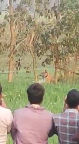 पीलीभीत में गेहूं के खेत में बैठकर धूप का मजा लेता दिखा बाघ, वीडियो वायरल