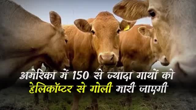 America: हेलिकॉप्टर से गायों को गोली मारने का फरमान, शूटर्स को दिया गया स्पेशल टास्क
#CowMilk #Mexico #GilaWilderness