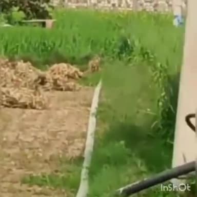 ग्वालियर गिर्द: सिगोरा गांव में देखा गया तेंदुआ, ग्रामीण ने वीडियो बनाकर सोशल मीडिया पर किया वायरल