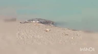 इकौना: गिलौला थाना क्षेत्र के हरिहरपुर के नहर में दिखा घड़ियाल ग्रामीणों में दहशत