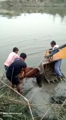 विनोद कुमार गौतम प्रदेश मीडिया प्रभारी ने दलदल में धंसी हुई गाय को सूचना देकर निकलवाया