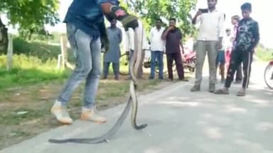 सिरोंज: कुरवाई रोड पर स्थित एक मकान से स्नेक सेवर परवेज ने दो कोबरा सांप का किया रेस्क्यू