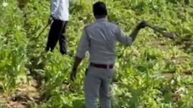 केरेडारी: बुंडू पंचायत के बरवाटांड़ गांव में नदी किनारे एक एकड़ में लगी अवैध पोस्ते की फसल को पुलिस ने किया नष्ट