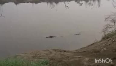 एटा: ऑनघाट की काली नदी में मगरमच्छ दिखने से इलाके में दहशत का माहौल, कुछ माह पूर्व मगरमच्छ के काटने से किशोर की हुई थी मौत