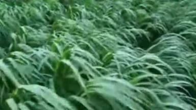 कोरांव: नेपियर घास से होगा कोरांव के गौशालाओं में रह रहे पशुओं का पोषण, 12 गौशालाओं में रोपी गई नेपियर घास