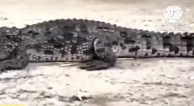 फरीदपुर: गांव चुटकुना में आबादी क्षेत्र में निकला मगरमच्छ