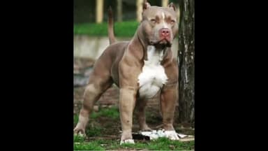 गोरखपुर: पिटबुल डॉग के हमले से बच्चा हुआ घायल पड़ोसी पर पुलिस ने मुकदमा किया दर्ज एसपी सिटी ने दी जानकारी