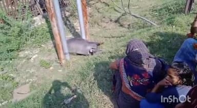 एटा: थाना मलावन के गांव नगला अगर में विद्युत पोल में करंट आने से भैंस की चिपककर हुई मौत