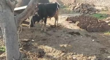 हसनपुर: गलसुआ में बैल के हमले से किसान की मौत