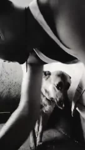 हमारे घर का यह सदस्य... डायना द डॉग 🐕 #loveAnimals