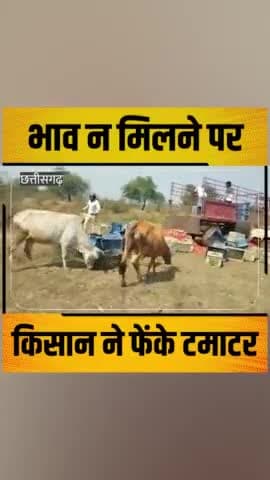 छत्तीसगढ़ कांग्रेस सरकार के राज में किसान ने सड़क किनारे फेंके टमाटर.
भाव नहीं मिलने से किसान पस्त,कृषि मंत्री मस्त हैं