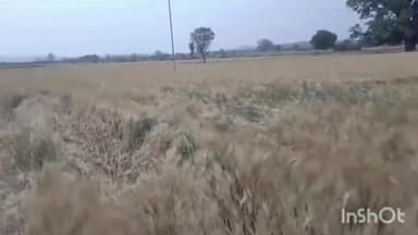 भीकनगांव: तहसील क्षेत्र में देर रात बारिश होने से खेत में गेहूं व चने की फसल हुई खराब, किसानों की बढ़ी मुसीबत