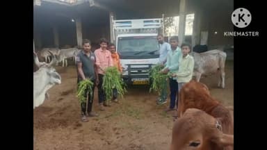 चित्तौड़ गढ़। बार बार सूचना पर राष्ट्रीय बजरंग दल ने घोसूंडा गौ शाला में एक मिनी टेम्पु हरी घास डाला मौका मायना किया