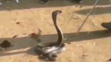 देवसर: ग्राम लोटी स्थित एक घर में निकले सांप को सर्पमित्र ने रेस्कयू कर जंगल में छोड़ा