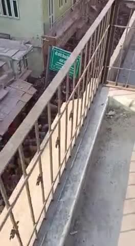 होली में बांके बिहारी मंदिर में भीड़ का नजारा देखिए#