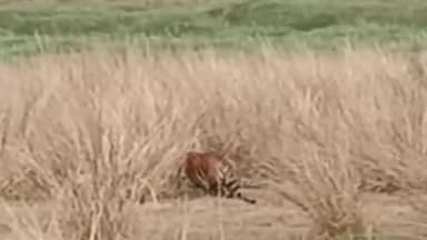 पन्ना: टाइगर रिजर्व के केन नदी के किनारे दबे पांव मोर का शिकार करते पर्यटको को दिखा बाघ FD ने की पुष्टि।