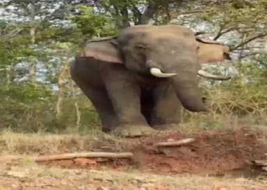 लोहरदगा: जिले के पेशरार प्रखंड में जंगली हाथी से बचाव को लेकर आयोजित की गई कार्यशाला