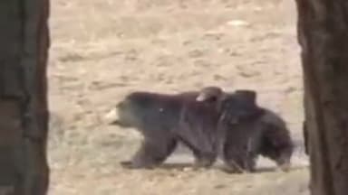 पन्ना: पन्ना टाइगर रिजर्व में अपने दो बच्चों को पीठ में बैठाकर जंगल की सैर करते पर्यटकों को दिखी मादा भालू, FD ने की पुष्टि