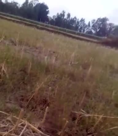 कुंडा: kheton ko char Dale hai pashu kisan kare to kya kre #prtapgarh @kunda