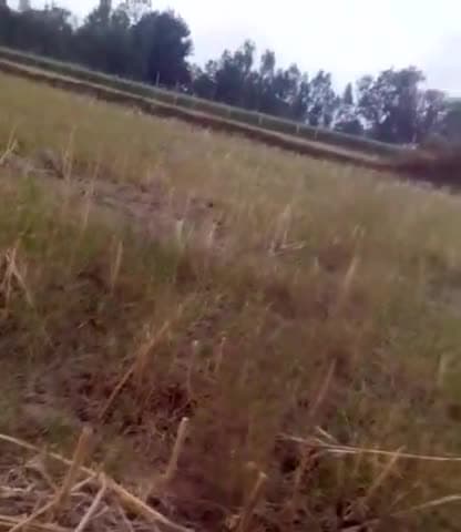 कुंडा: kheton ko char Dale hai pashu kisan kare to kya kre #prtapgarh @kunda