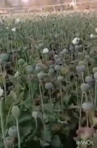 चित्तौड़गढ़: टाई गांव में डोडे कर रहे चोरी:खेत मालिक के जागने पर डोडे छोड़ भागे तस्कर