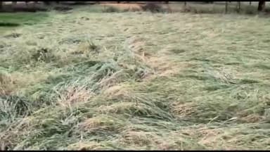 सिमरिया: सिमरिया तहसील क्षेत्र में हुई मूसलाधार बारिश से फसल खराब होने की किसानों को आशंका