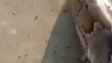 धनौरा: गजरौला बृजघाट टापू पर निकला कई फीट लंबा अजगर, देखने वालों की उमड़ी भीड़