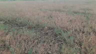 पन्ना: नगर में अचानक बदले मौसम और बूंदाबांदी से किसान चिंतित, चना व मसूर और सरसों की फसल खराब होने की संभावना