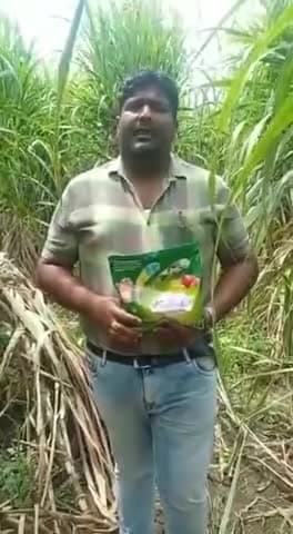 गन्ने की खेती में खर्च कम करके मल्टीपलयेर तकनीक उपयोग करके  उत्पादन डबल. सत्यप्रकाश साहू 9977999171/8962753814#unnat khe