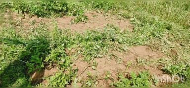 दारू: झुंड से बिछड़े हाथी ने जिनगा में किया प्रवेश, ग्रामीणों ने वन विभाग से लगाई गुहार