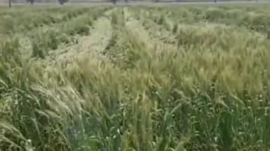 देवसर: चितरंगी क्षेत्र में बरसात व ओलावृष्टि से ग्रामीणों की फसलें हुई बर्बाद, किसान चिंतित