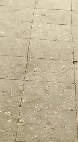 Dohare hatiya kand me Ex MLA Rambalk singh Chapta Jun.. se  Arest