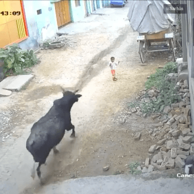 यह भयावह घटना उत्तर प्रदेश के अलीगढ़ का है जहाँ मासूम को सांड से कुचल डाला।

इसका ज़िम्मेदार कौन है? इसके लिए किससे सवाल किया जाये ?