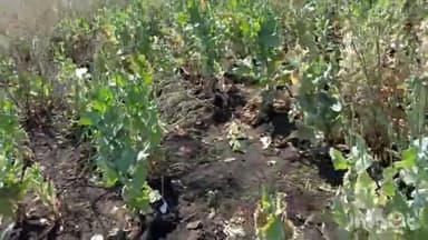 ईसागढ़: ओडीला गांव की आदिवासी बस्ती के सरसों के खेत में हो रही थी अफीम की खेती, पुलिस ने कार्रवाई करते एक आरोपी को किया गिरफ्तार