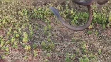 सिरोंज: शहर के दो अलग अलग स्थानों से स्नेक सेवर परवेज ने इंडियन कोबरा नामक जहरीले सांपों का किया रेस्क्यू