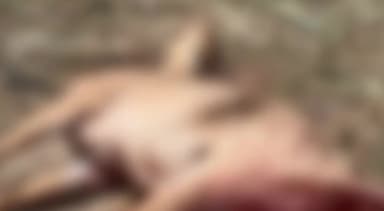 हसनपुर: गांव बांसका कला में तेंदुए के हमले से नीलगाय हुई घायल, ग्रामीणों में भय का माहौल