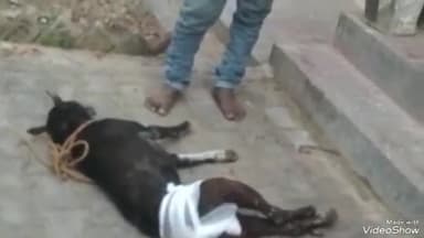 जयसिंहपुर: भटपुरा गांव में कुत्ते को गोली मारने वाला चौकीदार गिरफ्तार, मालिक की तहरीर पर दर्ज हुआ मुकदमा