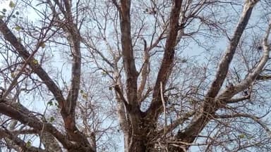 #प्रयागराज के करेलाबाग इलाके में स्थित पीपल के पेड़ के नीचे #मृत पड़े मिले #कौवे।
इतनी अधिक संख्या में कैसे मरे आश्चर्य।