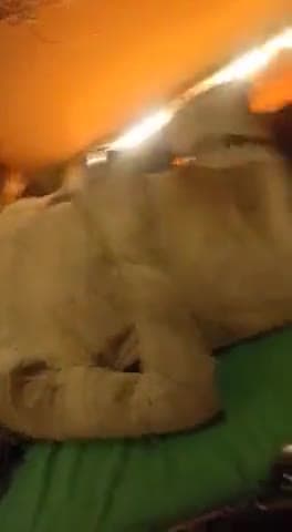 सिंगरौली त्रिमूला फैक्ट्री का बॉयलर ड्रम फटने से 5 श्रमिकों को आई गंभीर चोट तीन की हालत नाजुक...