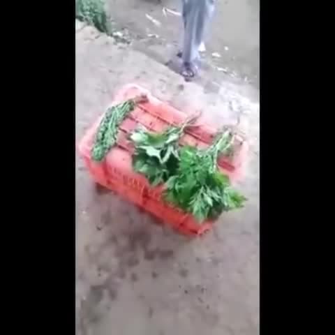 बासी सब्जी को बना देता है ताजा,मार्केट में बिक रहा खतरनाक कैमिकल।वीडियो हो रहा वायरल।#harmful #viral #chemical#