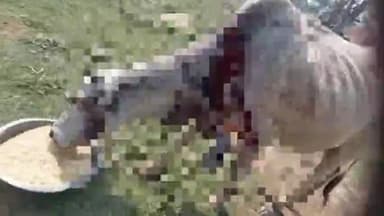 शाहजहांपुर: गांव उधोपारा में घायल अवस्था में मिली गाय को राष्ट्रीय हिंदू वाहिनी के कार्यकर्ताओं ने रेस्क्यू कर पहुंचाया गौशाला