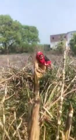 अमरोहा: भाभी द्वारा देवर पर जानलेवा हमला करने का लाइव वीडियो आया सामने, डिडौली पुलिस ने मुकदमा दर्ज कर महिला को भेजा जेल