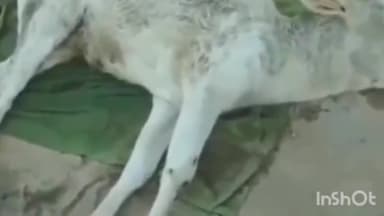 देवसर: चितरंगी गढ़वा मुख्य मार्ग में एक पिकप वाहन ने गौवंश को मारी टक्कर गौवंश की घटनास्थल पर हुई मौत