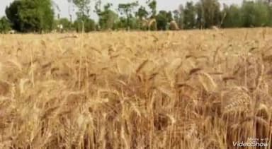 जौनपुर: 1 अप्रैल से 15 जून तक होगी गेहूं की खरीद, ₹2125 प्रति क्विंटल की दर से सभी किसान बेच सकेंगे गेहूं