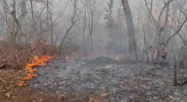 तेंदूखेड़ा: इमलिया चौकी प्रभारी आनंद कुमार ने मनका के जंगलों में लगी आग देखकर, बुझाई आग