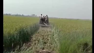 धनौरा: गजरौला के गांव जलालपुर में ग्राम समाज की 400 बीघा जमीन पर दबंगों ने किया कब्जा, पुलिस व प्रशासन ने कराया कब्जा मुक्त