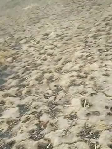 सक्ती: chhattisgarh ke khet ko jala diya 
#cgnews #chhattisgarhi #khet
download the game 👉https://www.mediafire.com/download/z