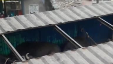 पालीगंज: पटना जिला पालीगंज में जा रहे कंटेनर में  तस्करी के लिए जा रहे 60 भैंस एवं बच्चे को पकड़ा गया, वही  पांच आरोपी गिरफ्तार